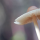 Illustration for article titled The Technology That Will Build Our Future May Be Found In Mushrooms